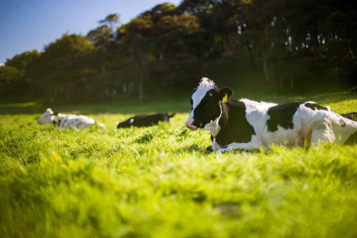 names that mean cow