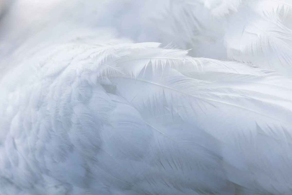 names that mean feather