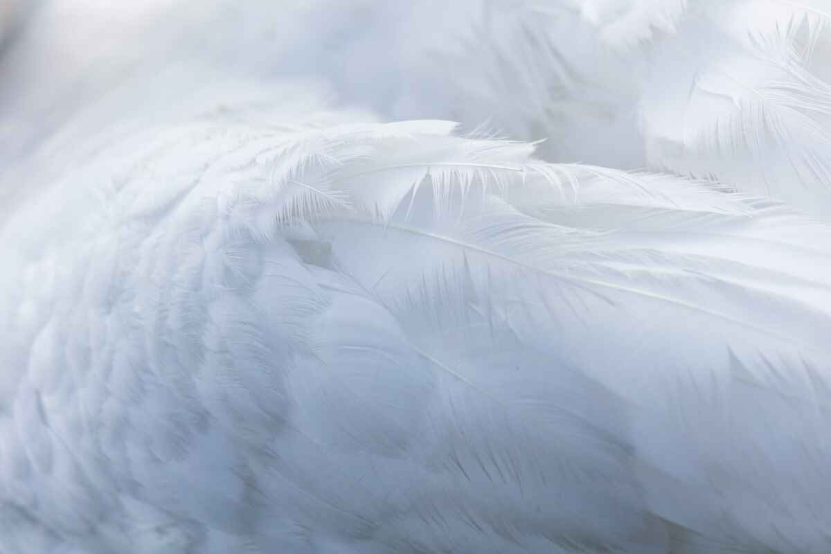 names that mean feather