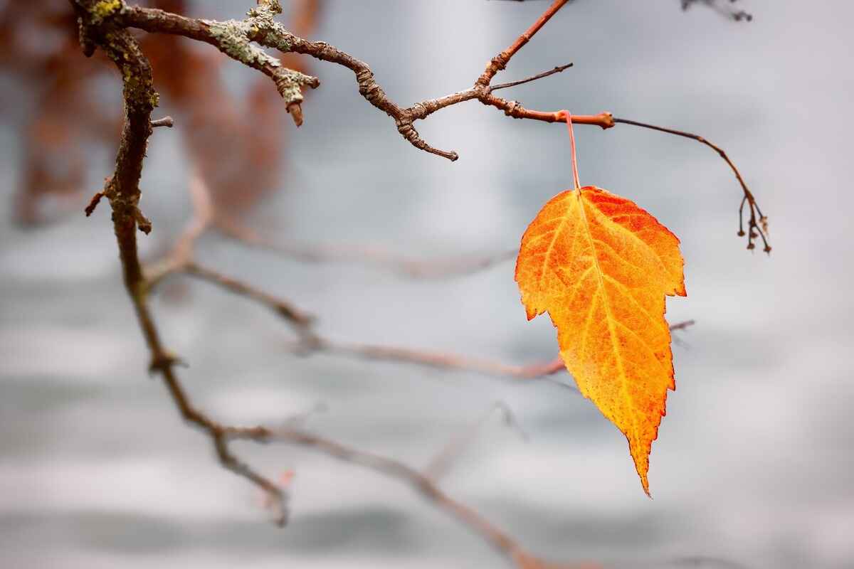 names that mean last