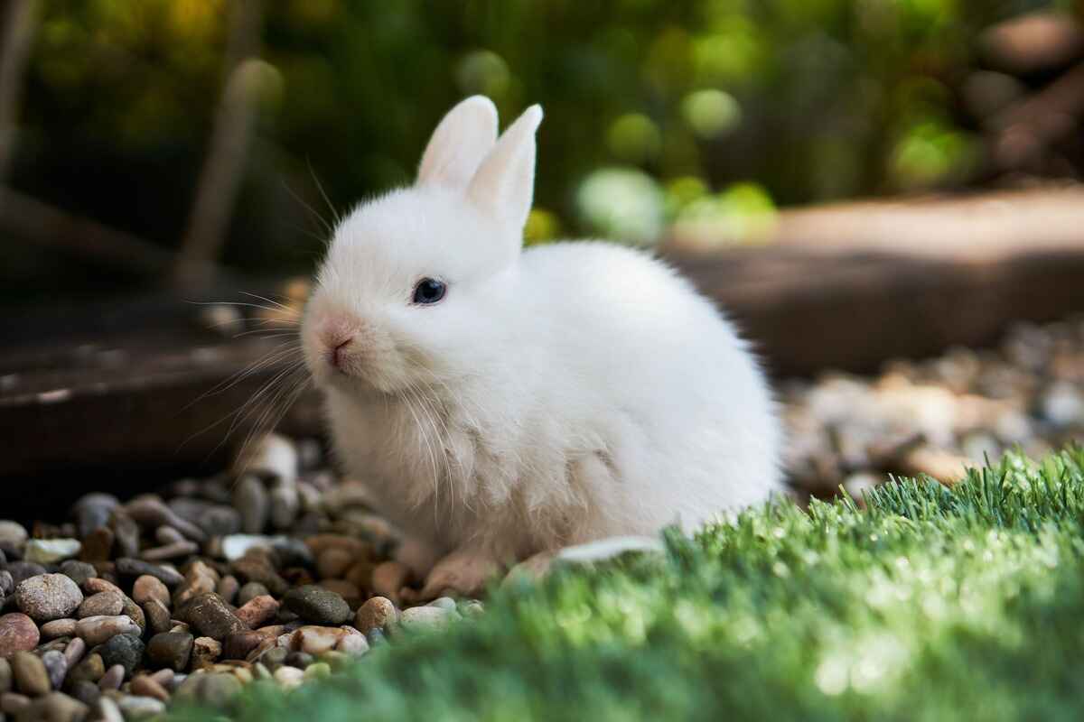 names that mean rabbit or bunny