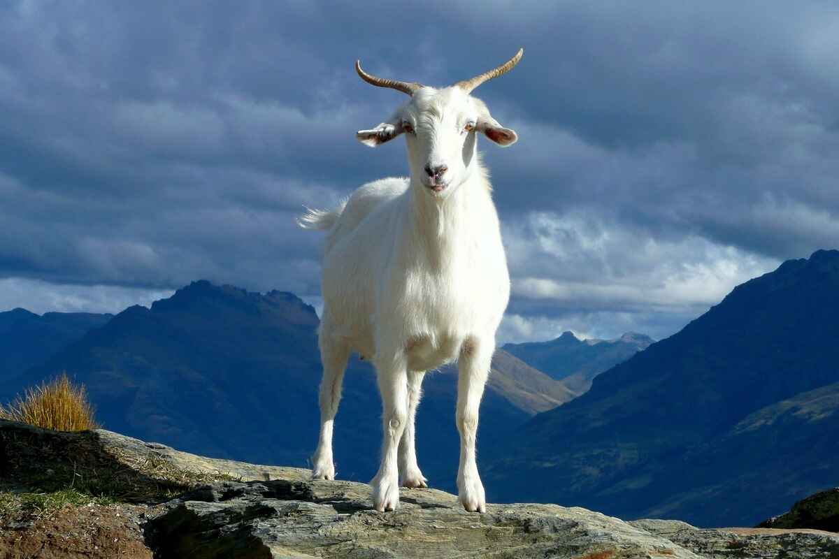 names that mean goat