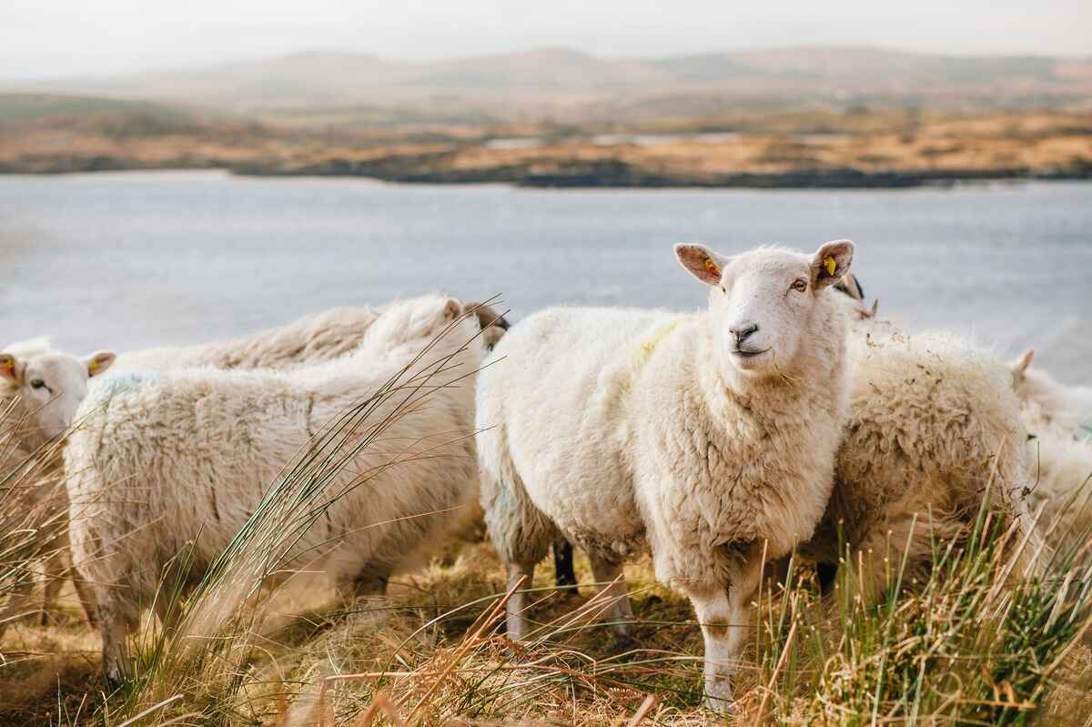 names that mean sheep